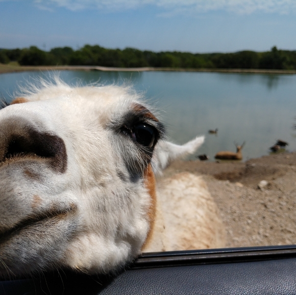 Meet your Posher, Leigh Anne - Picture 5 of 6